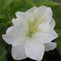 Azalea japonesa 'Olga Niblett'